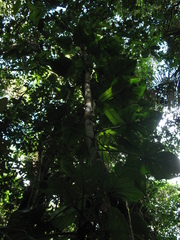 Philodendron hederaceum