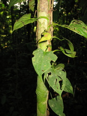 Philodendron hederaceum