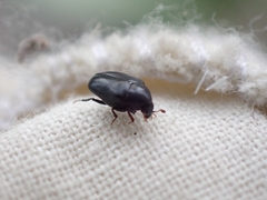Orphilus subnitidus
