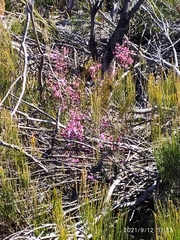 Boronia ledifolia