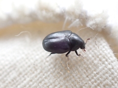 Orphilus subnitidus
