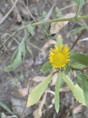 Grindelia subalpina