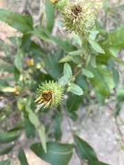 Grindelia subalpina