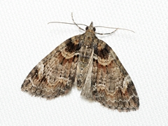 Microdes diplodonta