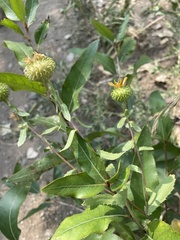 Grindelia subalpina