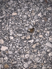 Apis mellifera