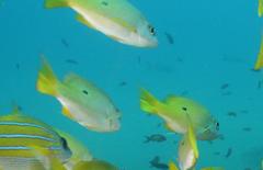 Lutjanus fulviflamma