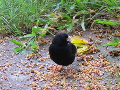 Vidua funerea funerea