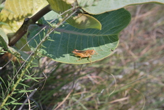 Melanoplus packardii