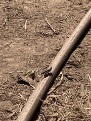 Trimerotropis fontana