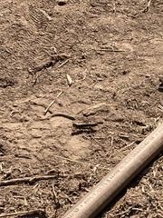 Trimerotropis fontana