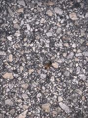 Apis mellifera
