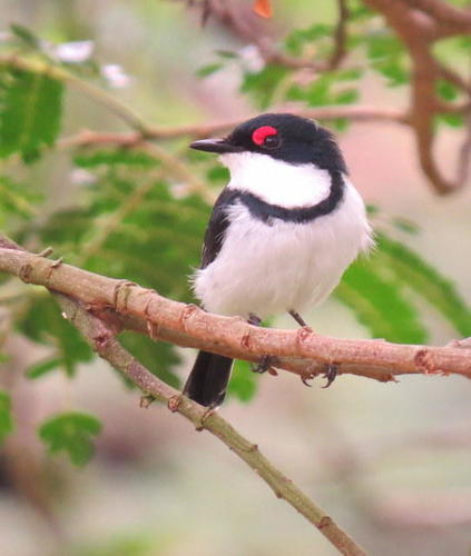 Black-throated Wattle-eye