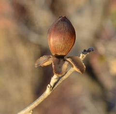 Ipomoea albivenia