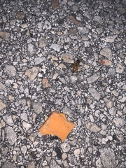 Apis mellifera