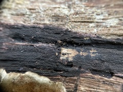 Anteaglonium globosum