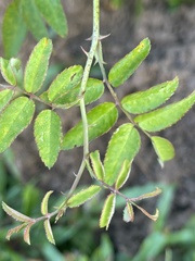 Rosa lucieae