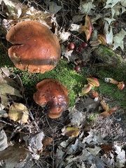Suillus glandulosus