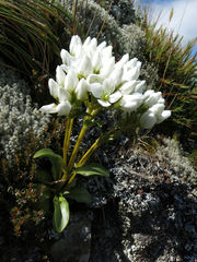 Gentianella corymbifera