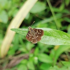 Piruna polingii