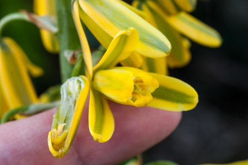 Albuca fragrans (Albuca fragrans)
