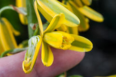 Albuca fragrans