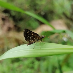 Piruna polingii