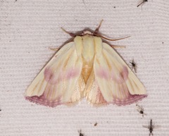 Thurberiphaga diffusa