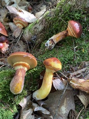 Suillus glandulosus