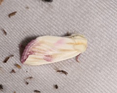 Thurberiphaga diffusa