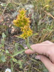 Solidago nana