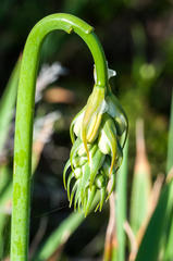 Albuca fragrans