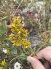 Solidago nana