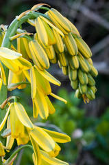 Albuca fragrans
