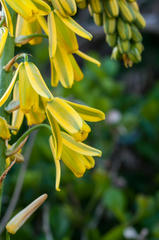 Albuca fragrans