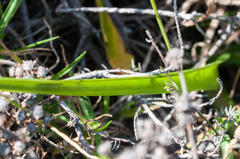 Albuca fragrans