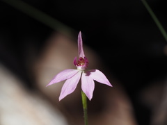 Caladenia hillmanii