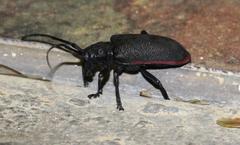 Ceroplesis ferrugator