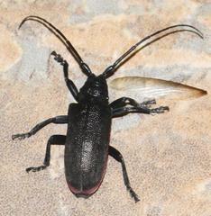 Ceroplesis ferrugator