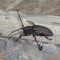 Ceroplesis ferrugator