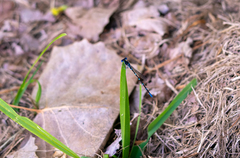 Argia sedula