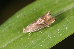 Grapholita tristrigana