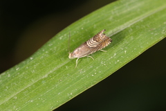 Grapholita tristrigana