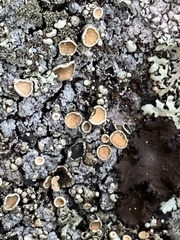 Rhizoplaca subdiscrepans