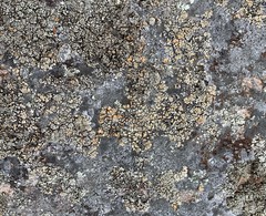 Rhizoplaca subdiscrepans