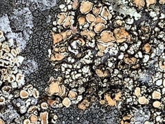 Rhizoplaca subdiscrepans