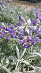 Lupinus chamissonis
