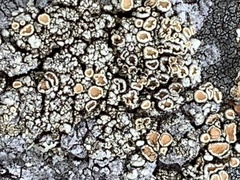 Rhizoplaca subdiscrepans