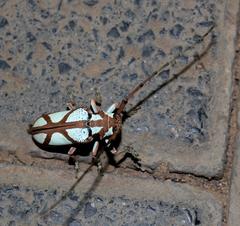 Prosopocera lactator