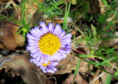 Felicia muricata muricata